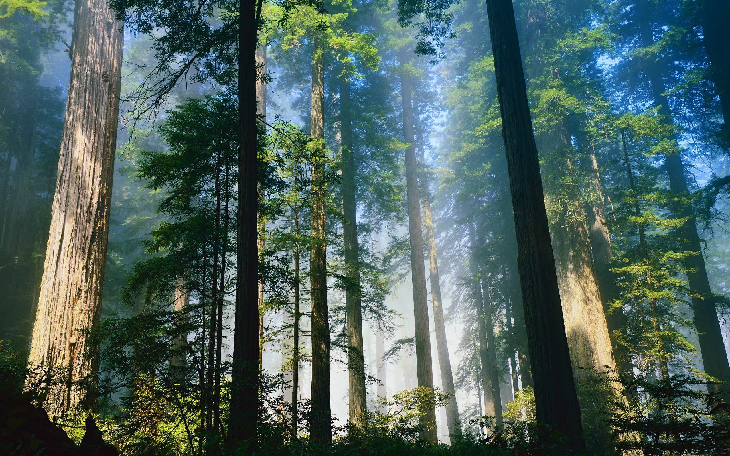 Daily Wallpaper  Redwood Forest I Like To Waste My Time