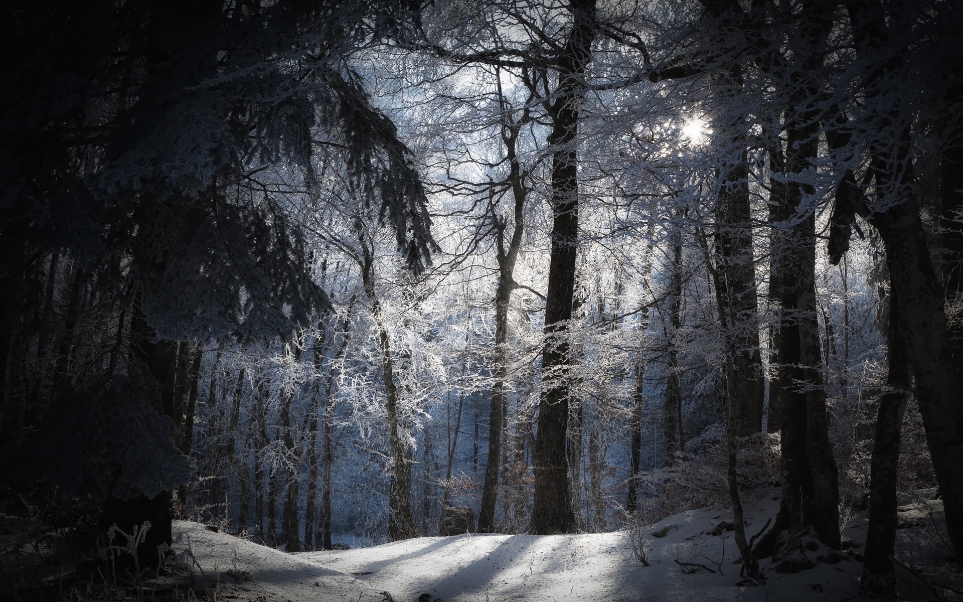 wallpaper winter forest